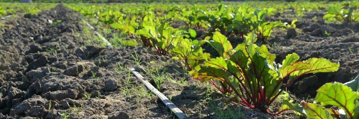 A Roadmap for the Biden-Harris Administration: Redesigning Farm Systems for the Climate Crisis