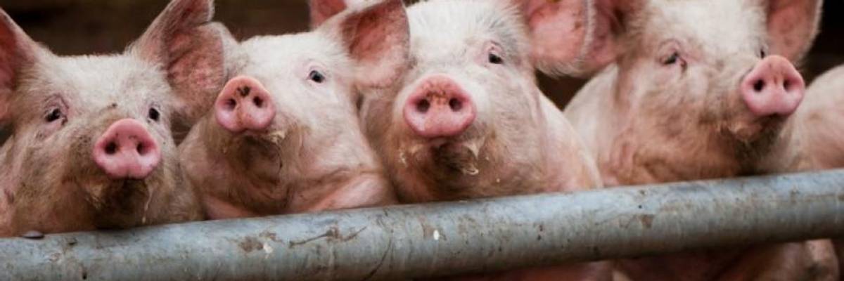 Unless We Take Urgent Action, Covid-19 Won't Be the Last Virus That Jumps From Animals to Humans