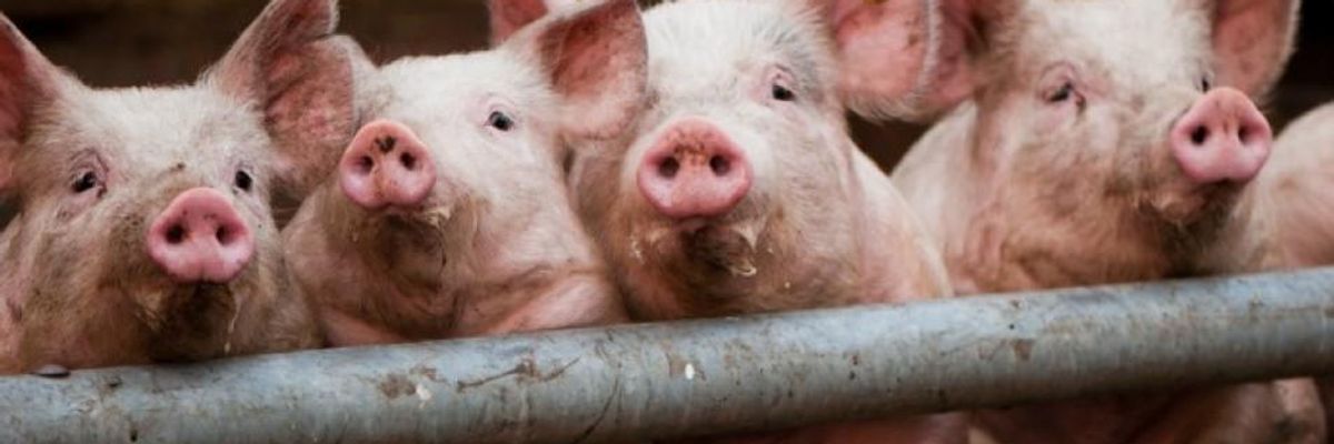 Unless We Take Urgent Action, Covid-19 Won't Be the Last Virus That Jumps From Animals to Humans