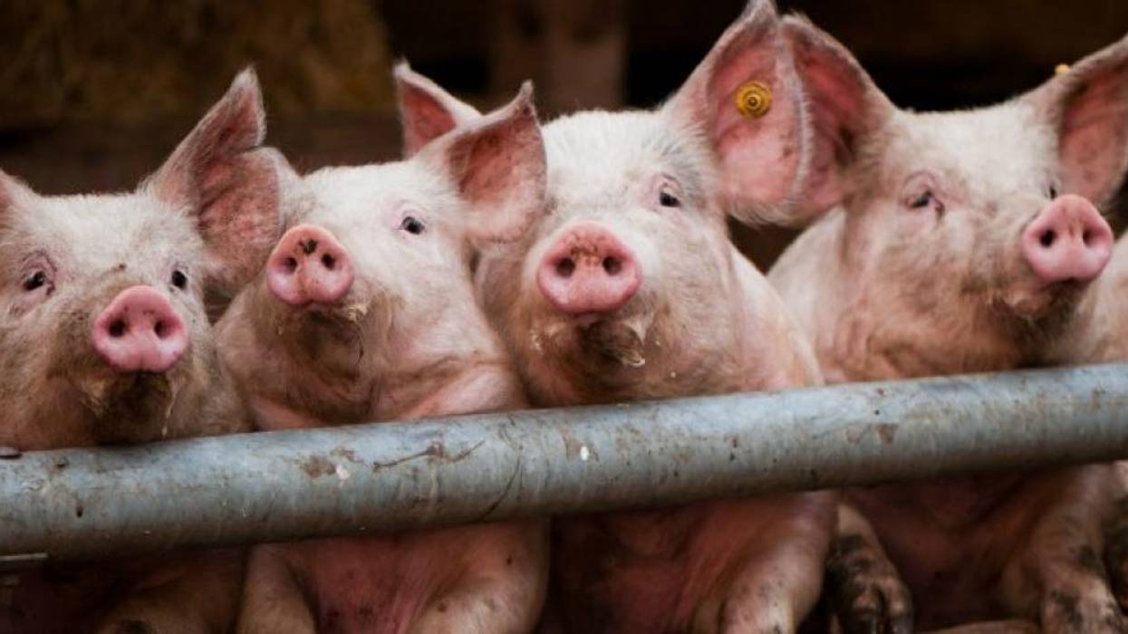 Now Is the Time to End the Oppression of Nonhuman Animals