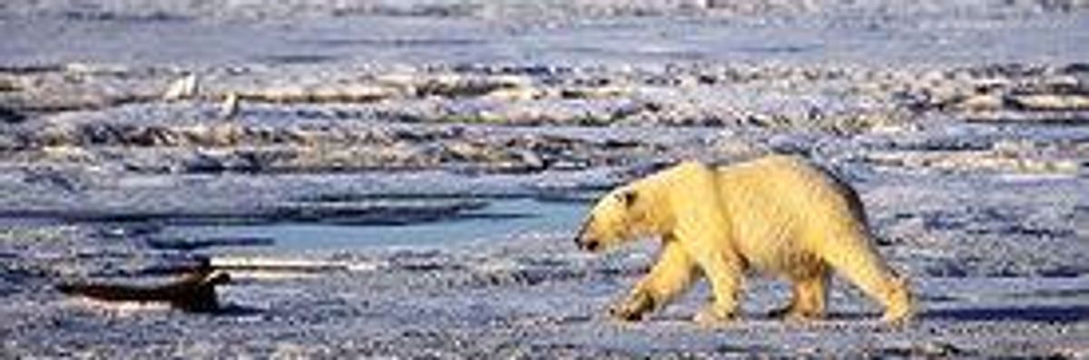 Warming Arctic Forewarns Ecological Ruin