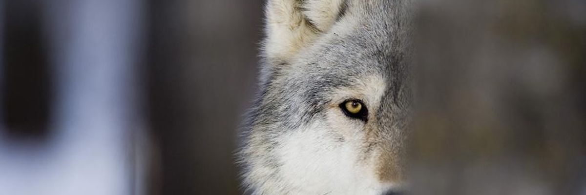 'Disaster for Endangered Species and the Natural World': Advocates Decry Trump Move to Gut Habitat Protection Law