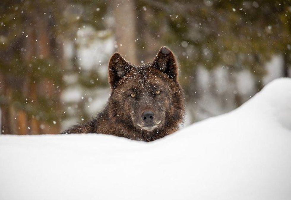 Wolf_Yellowstone_National_Park_Jim_Peaco_NPS_FPWC-lpr.jpg