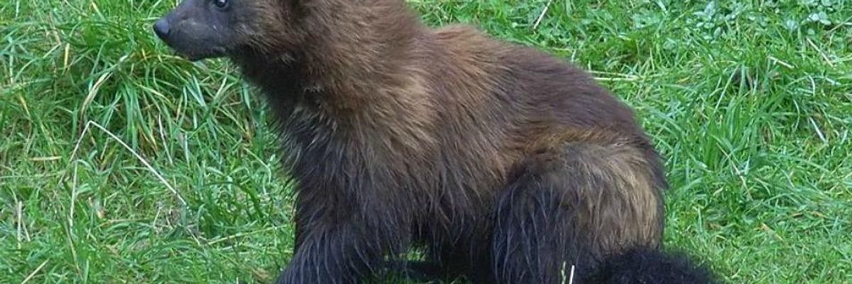 Feds Ignore Science, Imperiling Wolverines