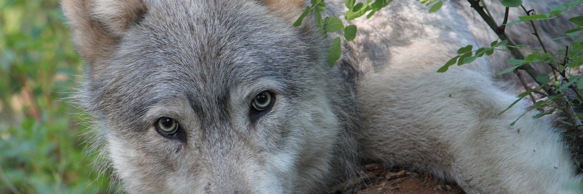 Trump Wants to Remove Federal Protections for Wolves: Idaho's Example Shows Why This Is a Terrible Idea