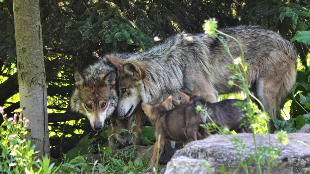 wolves