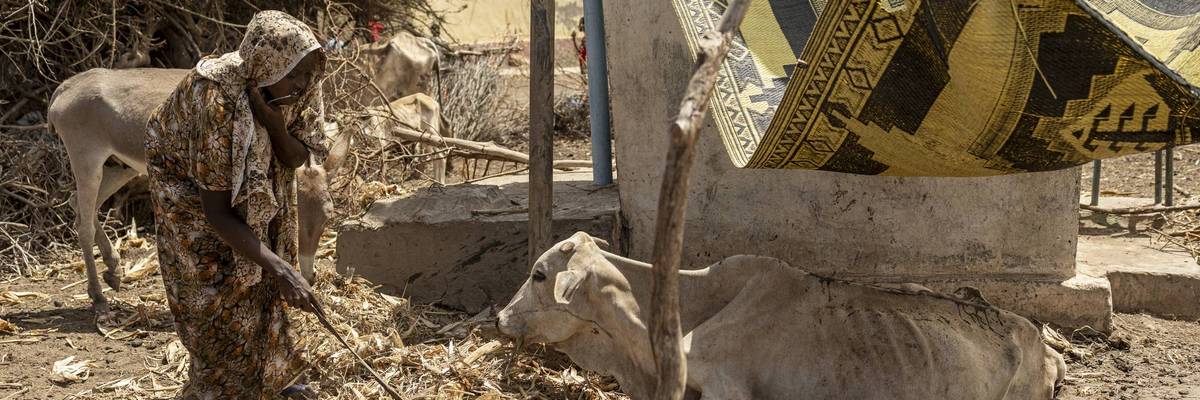 Woman feeding cow in drought-impacted Somalia.