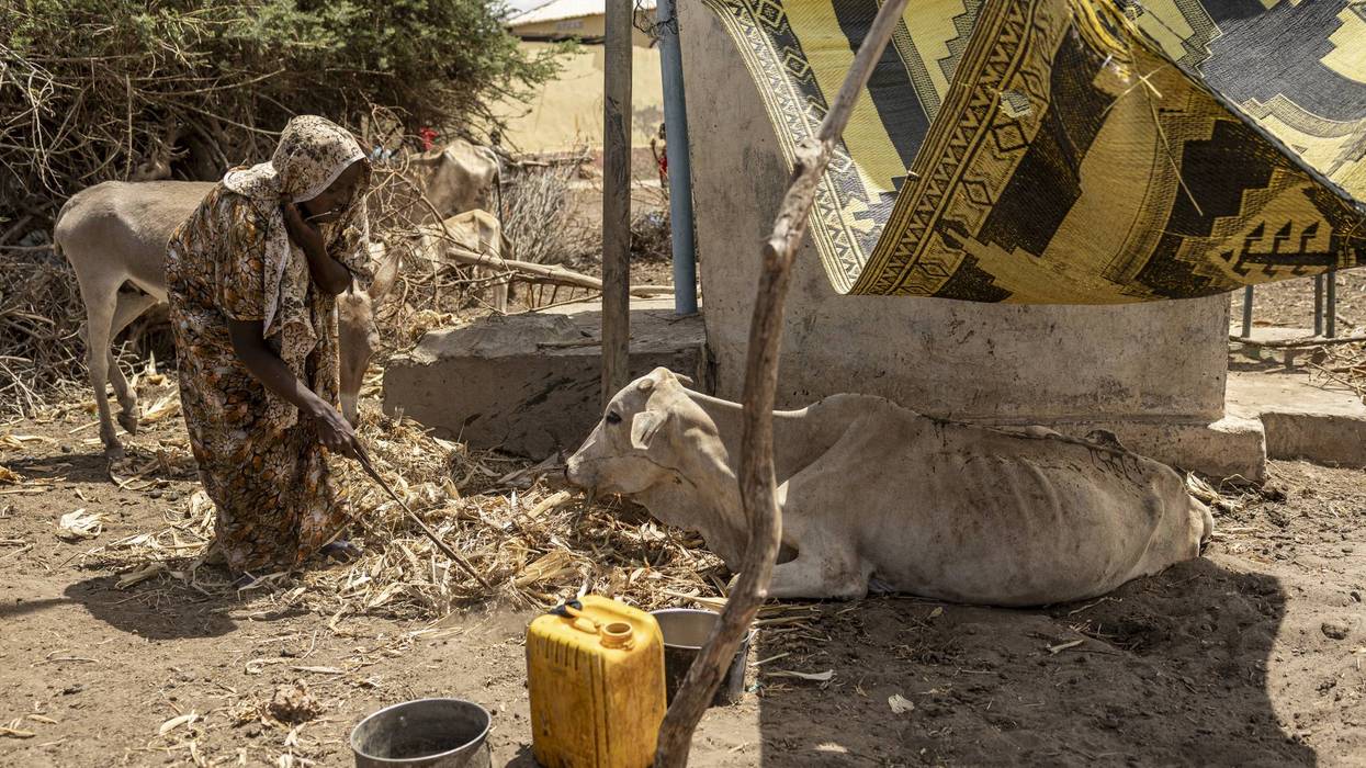 Woman feeding cow in drought-impacted Somalia.