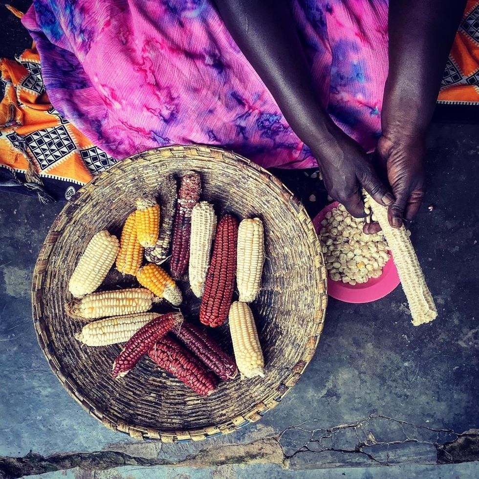 Woman saving indigenous corn seeds, Gutu, Uganda (Photo: AFSA/A Growing Culture)