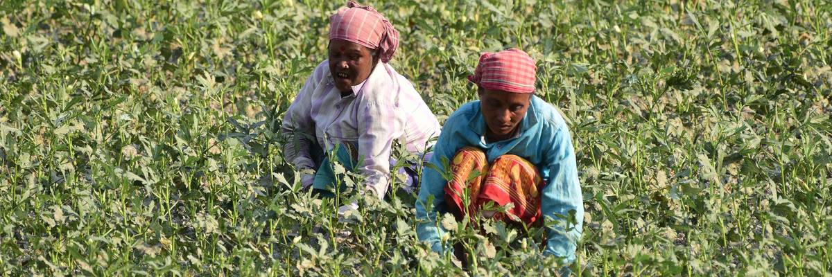 Women farming in India.