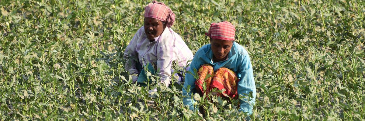 Women farming in India.