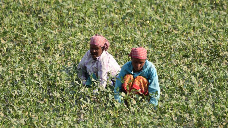 Women farming in India.