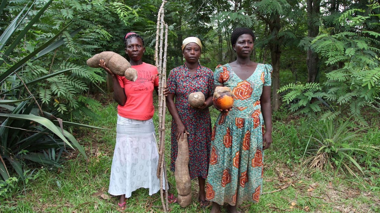 Women from Abrono Organic Farming Project (ABOFAP) showcase their seeds near Techiman, Ghana.