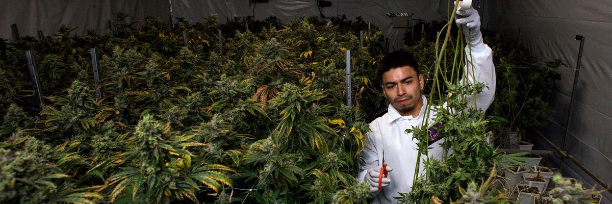 worker harvests cannabis plants