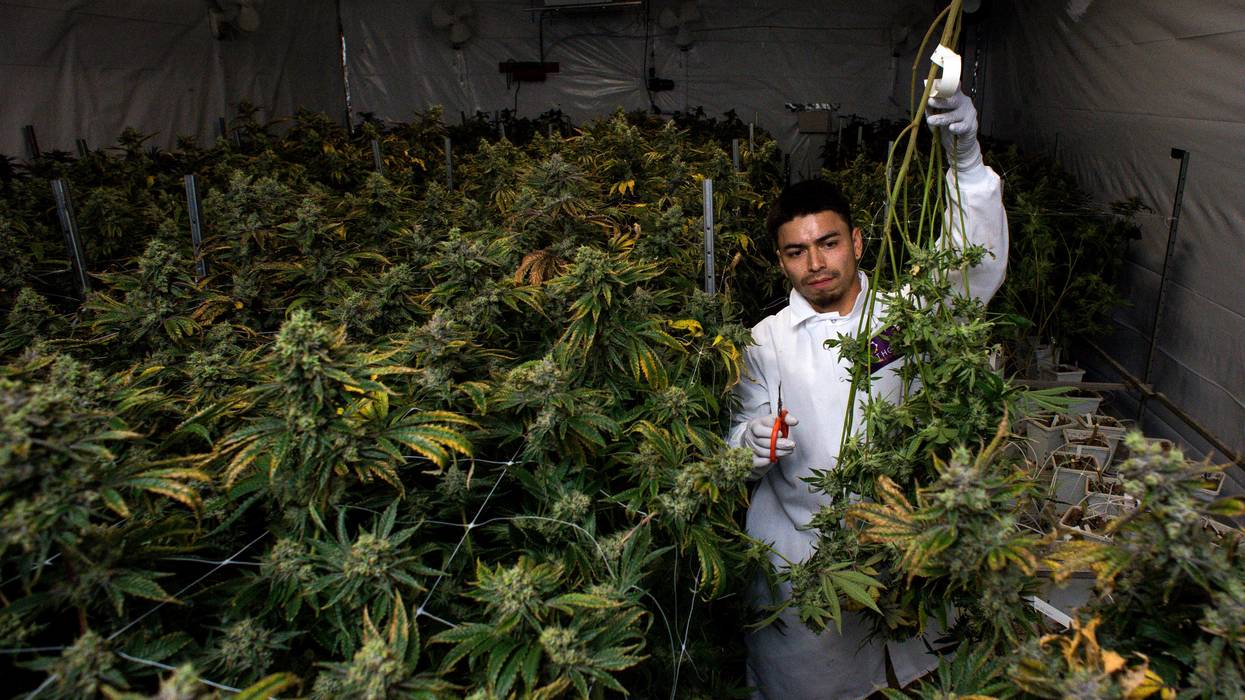 worker harvests cannabis plants