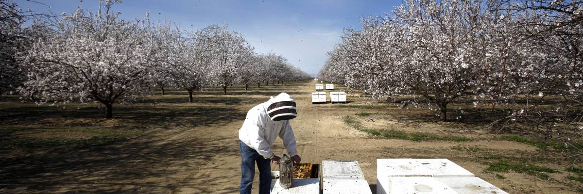 worker tends to hives by almond trees