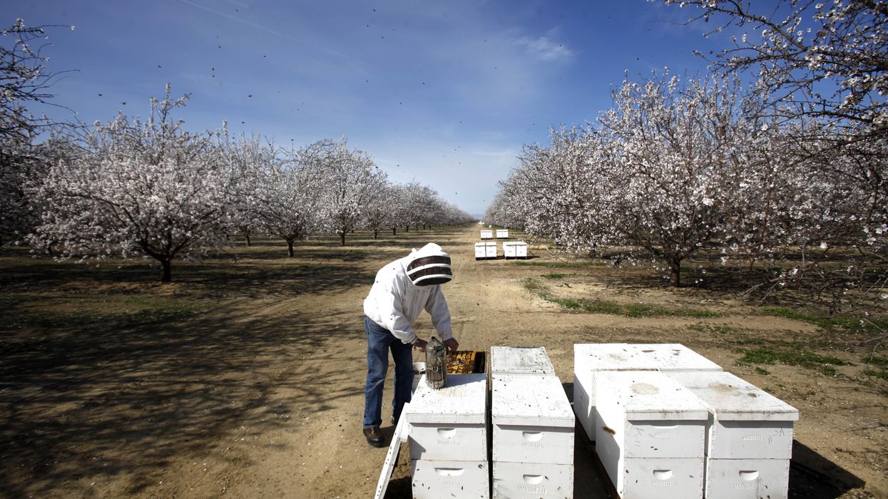 worker tends to hives by almond trees