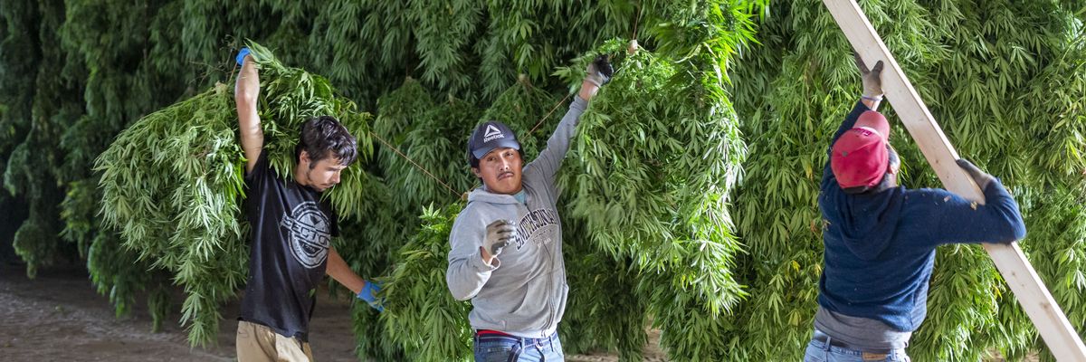 Workers harvest hemp plants in Michigan