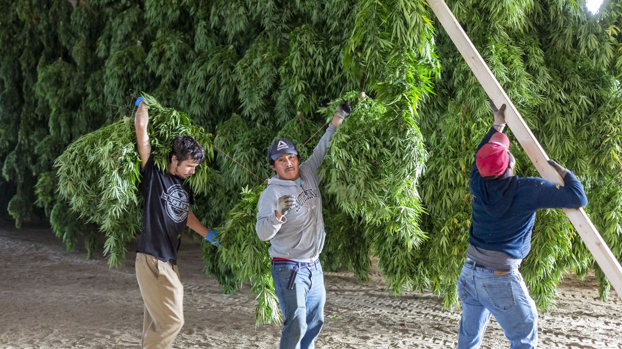 Workers harvest hemp plants in Michigan
