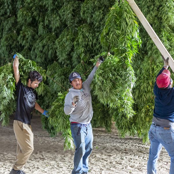 Workers harvest hemp plants in Michigan