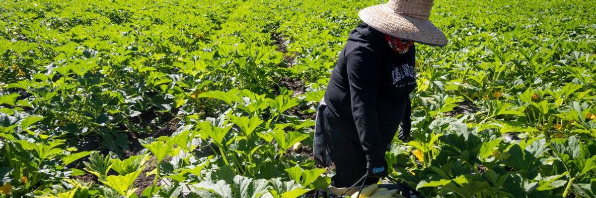 Workers pick squash at Manassero Farms in Irvine, California on August 12, 2022.