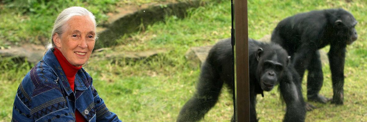 World-renowned primatologist and chimpan