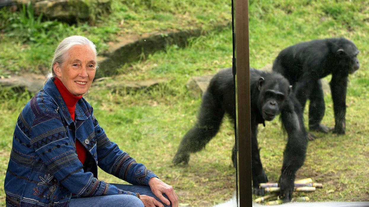 World-renowned primatologist and chimpan
