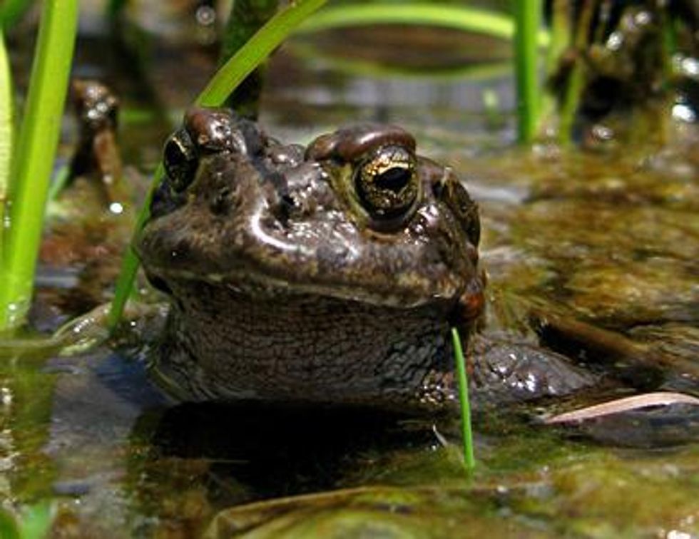 Yosemite toad