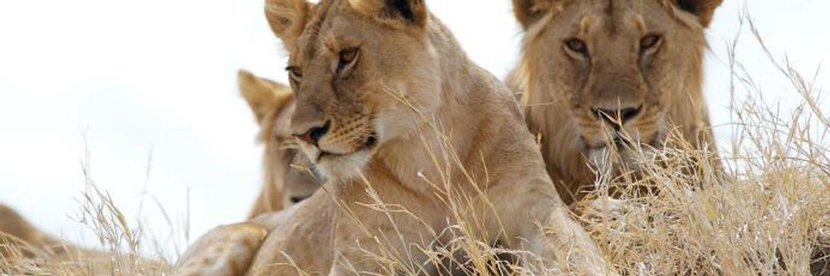 To Prevent 'Major Extinction Crisis,' Scientist Call for Designating Half of Planet as Protected Areas by 2050