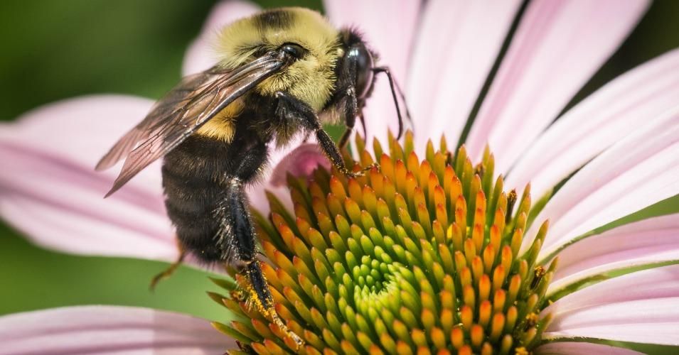 Beyond Neonics New Study Shows Glyphosate Also Major Threat To Worlds Honey Bee 