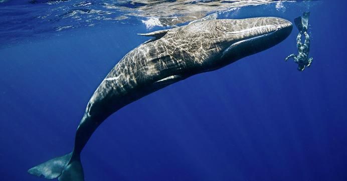 Humans Are Overfishing The Oceans Into Unprecedented Mass Extinction