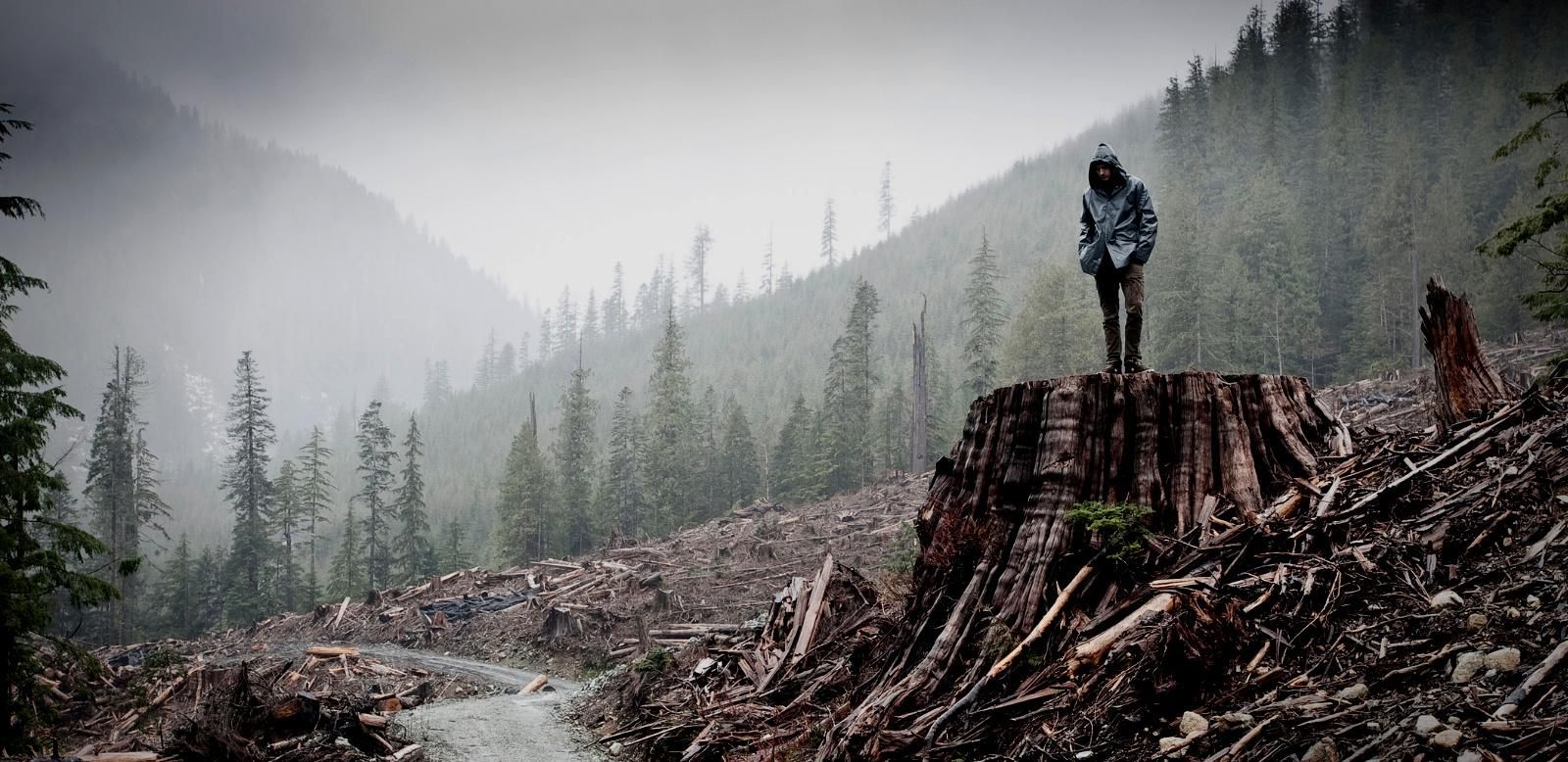 "The towering majestic trees of British Columbia are awe inspiring," Olivia Chow, a former Member of Parliament, said on June 18, 2021. "For the future generations, including my grandchildren, we must protect all of the large old-growth forests immediately." (Photo: (c) TJ Watt / Provided by CanopyPlanet.org)