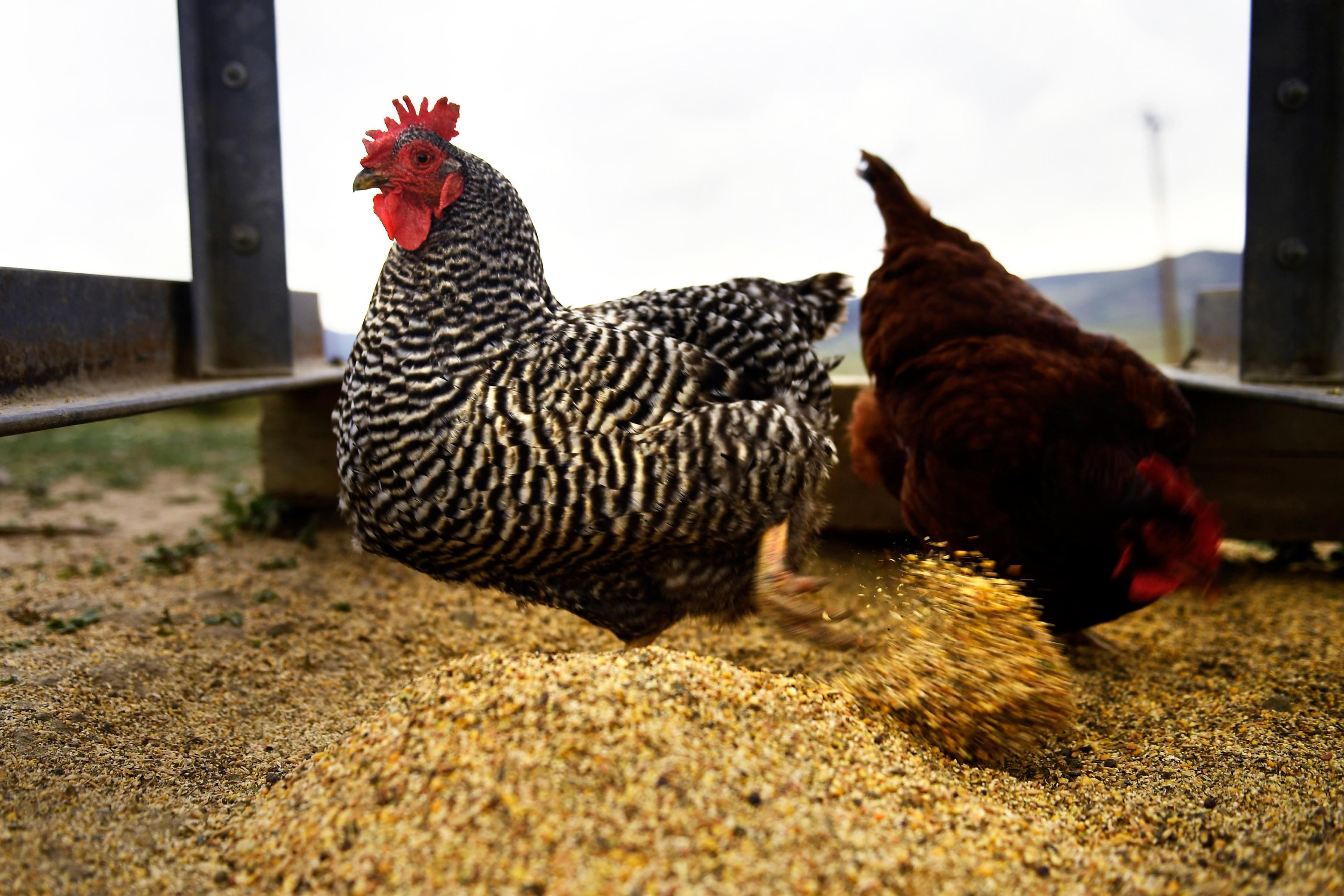 Free-ranging chickens on a farm