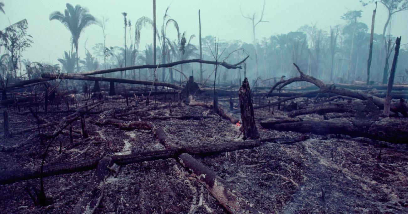 Charred remains of trees lie the Brazilian rainforest between Ariquemes and Porto Velho, Brazil. 