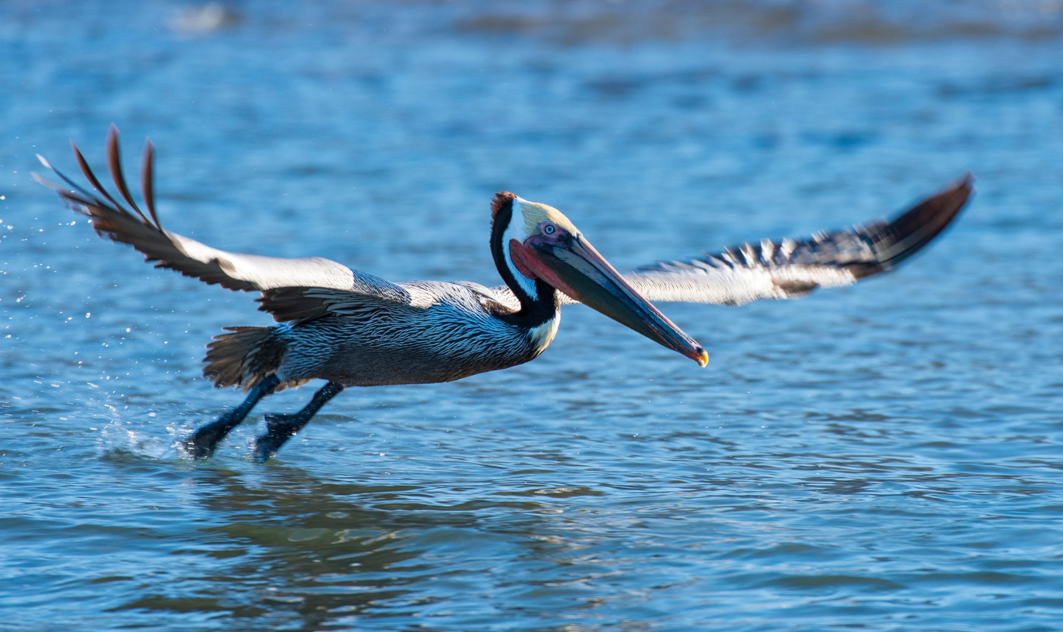 The Brown Pelican is endangered