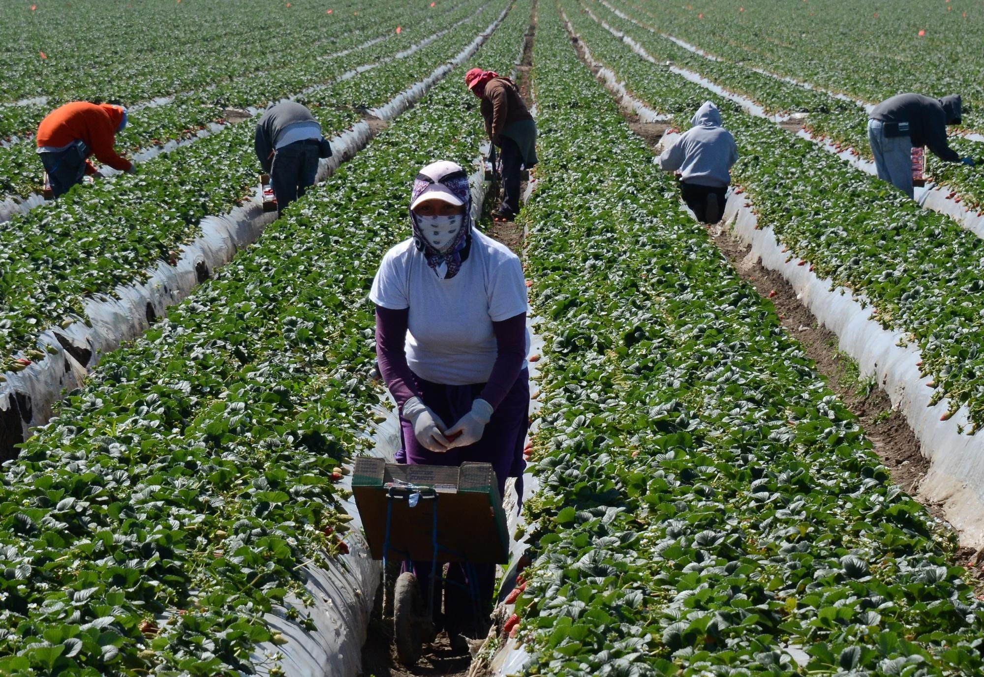 Farm workers harvest strawberries on March 13, 2013 near Oxnard, California. (Photo: Joe Klamar/AFP via Getty Images)
