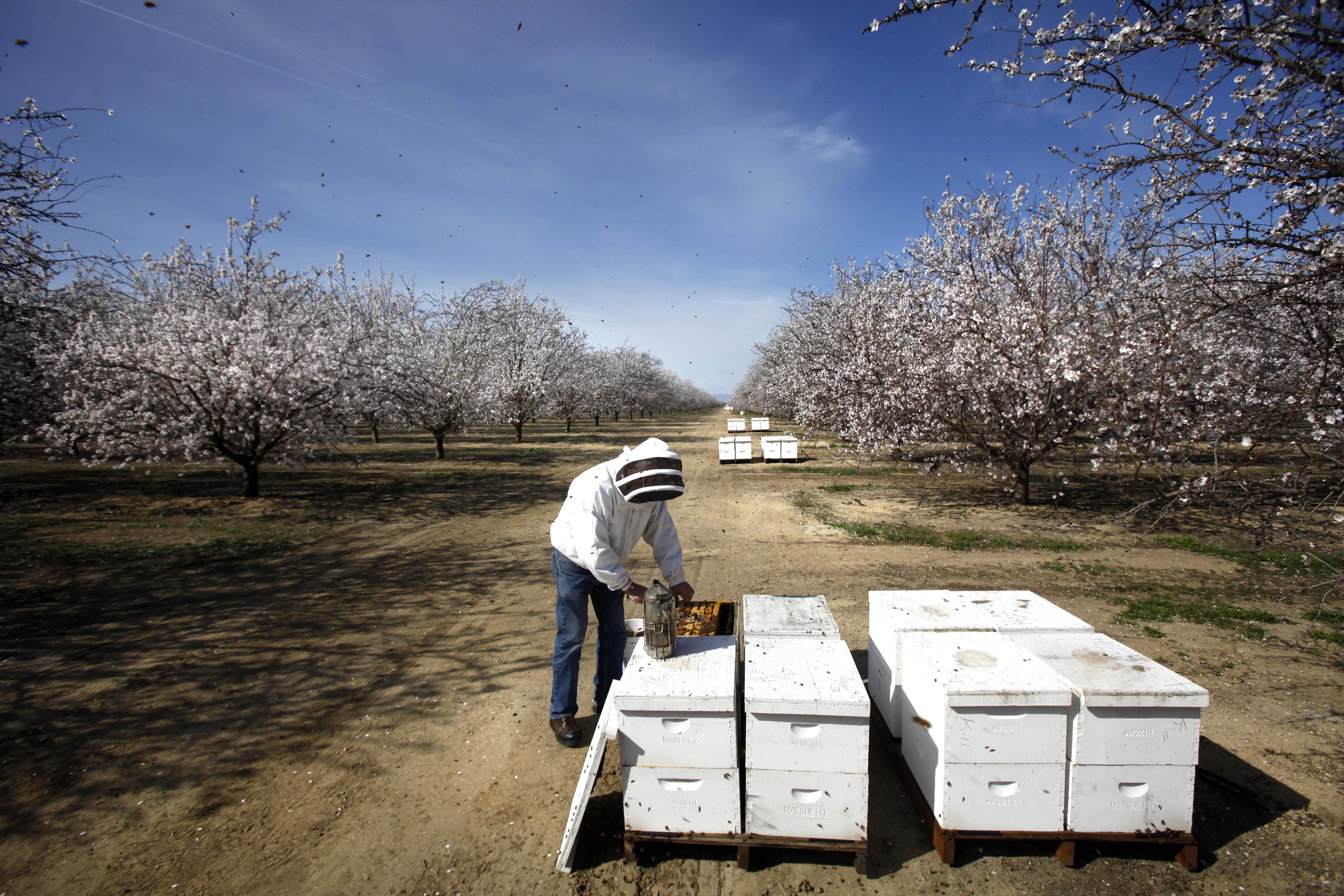 worker tends to hives by almond trees
