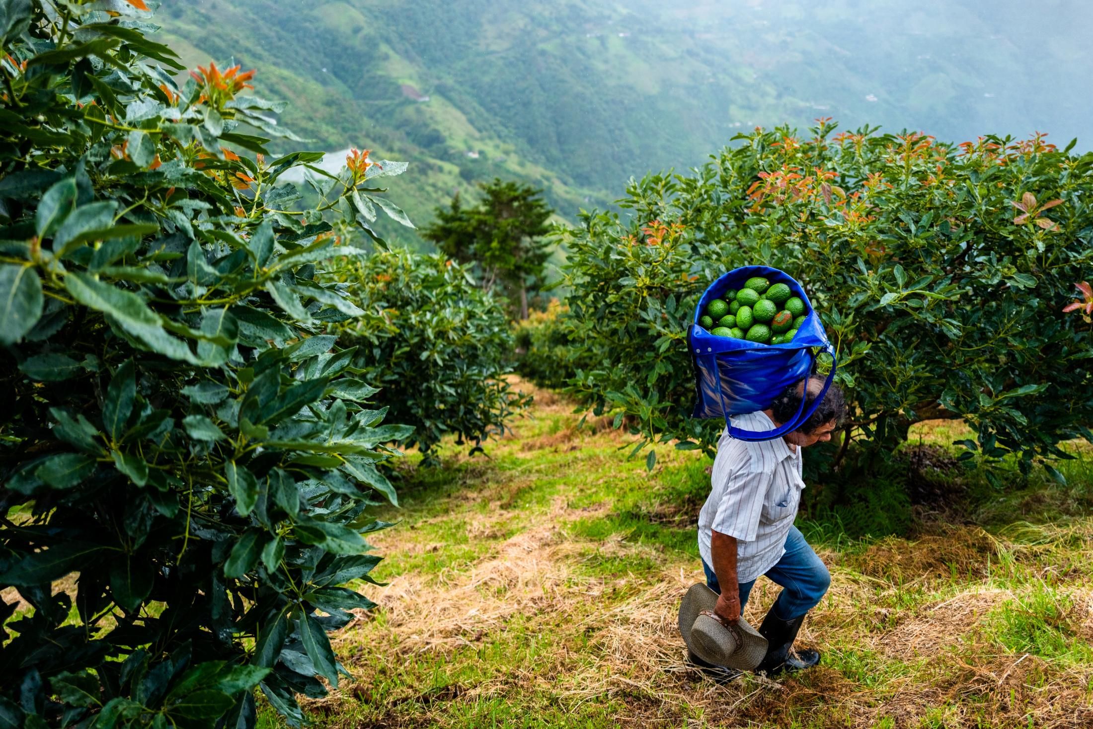 A Colombian farmworker carries a bag of avocados after a harvest on November 21, 2019 near Medellín, Colombia. (Photo: Jan Sochor via Getty Images)
