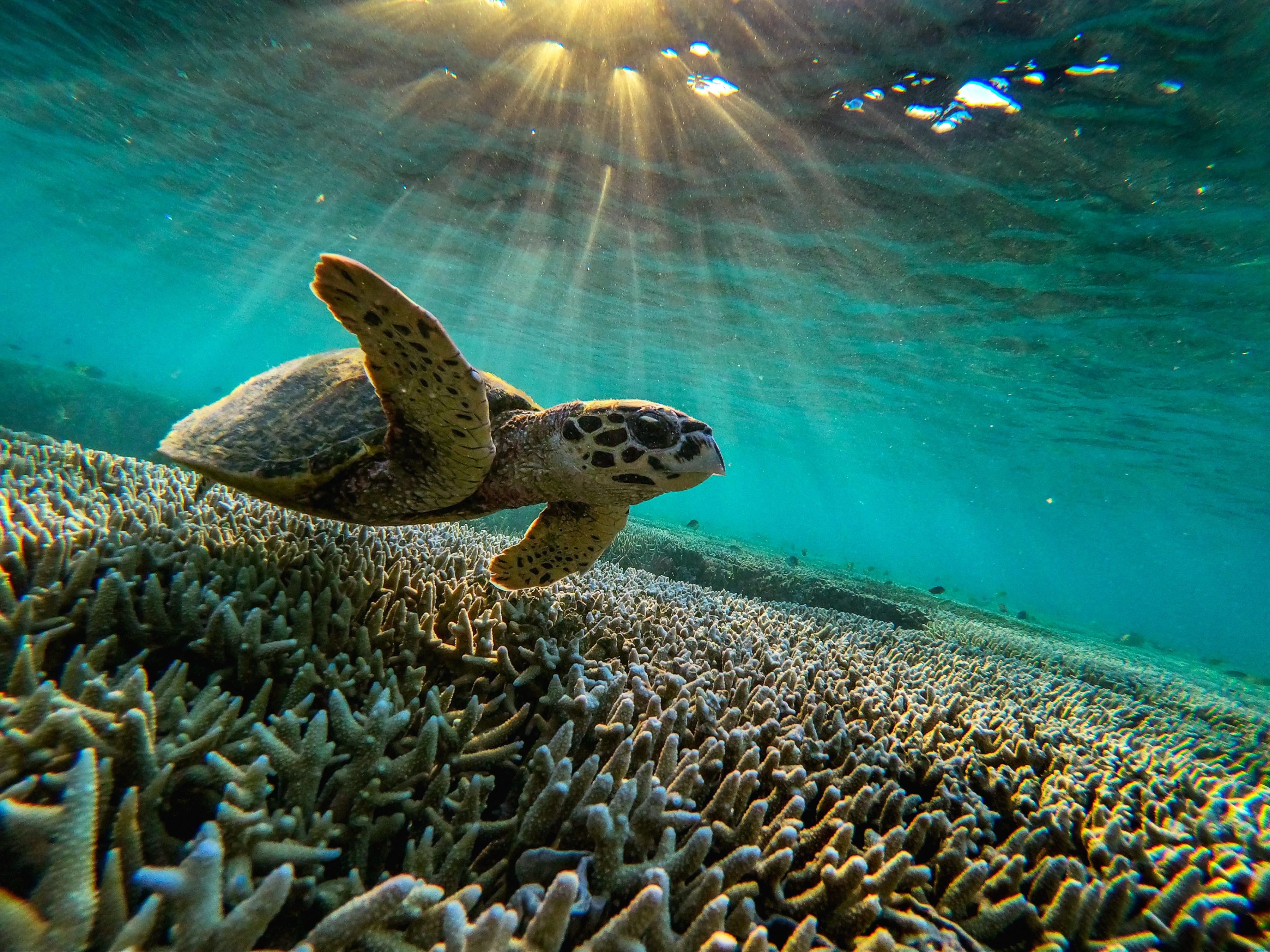 A turtle swims among the coral of the Great Barrier Reef