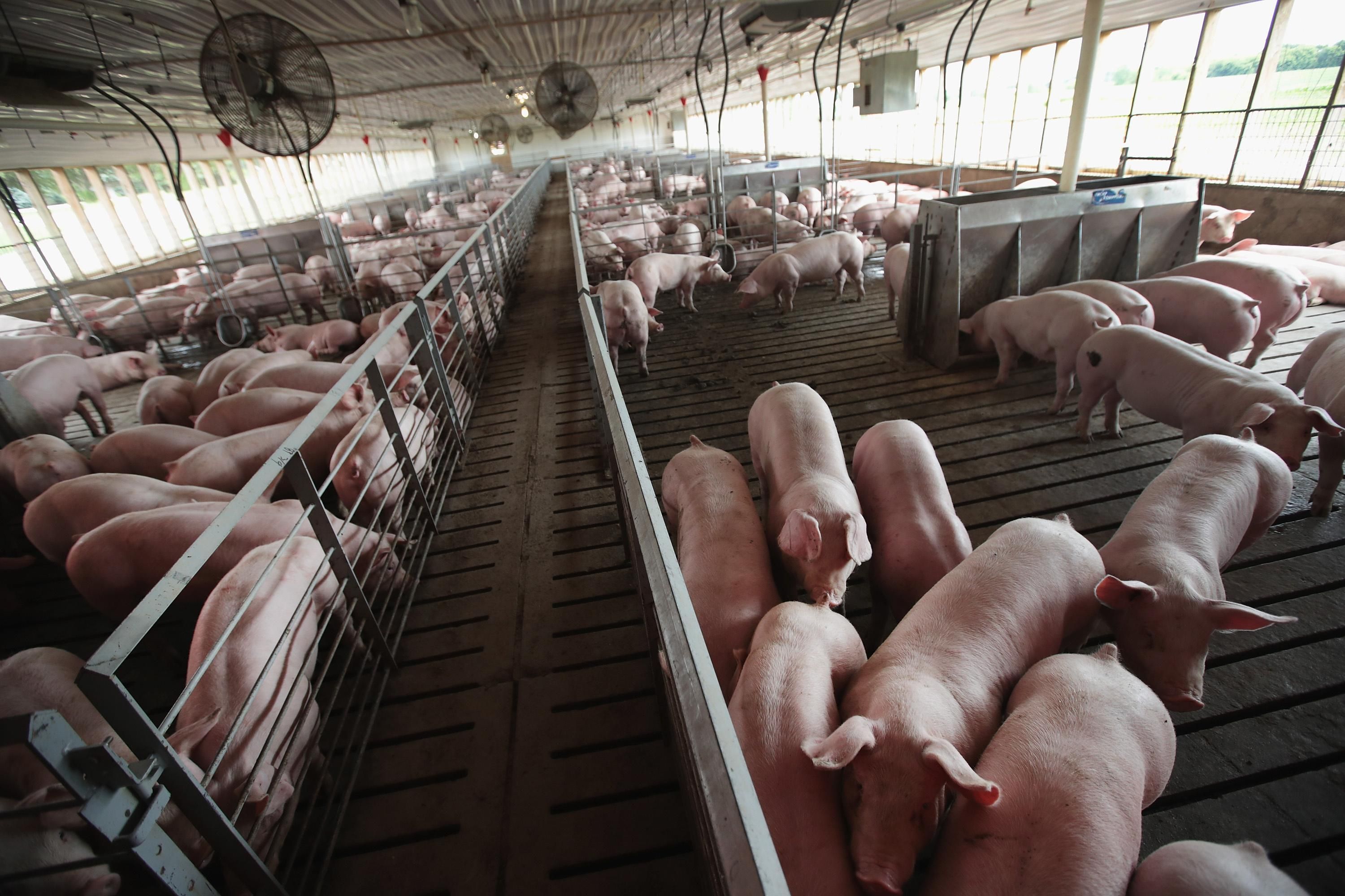 Hogs are raised on Duncan Farms on June 6, 2018 near Polo, Illinois. (Photo: Scott Olson via Getty Images)