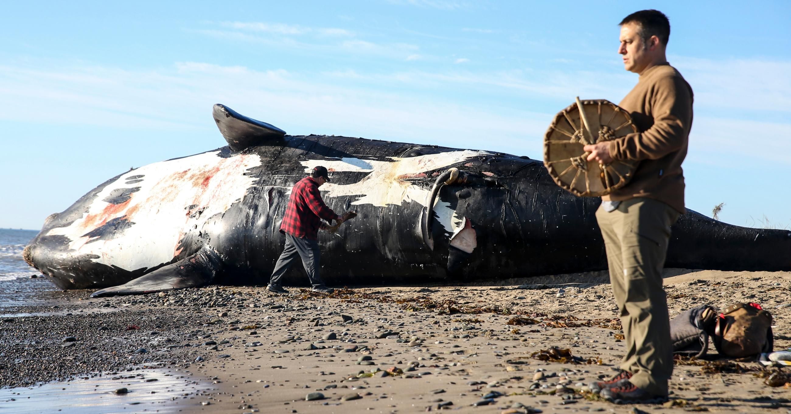 Dead North Atlantic right whale