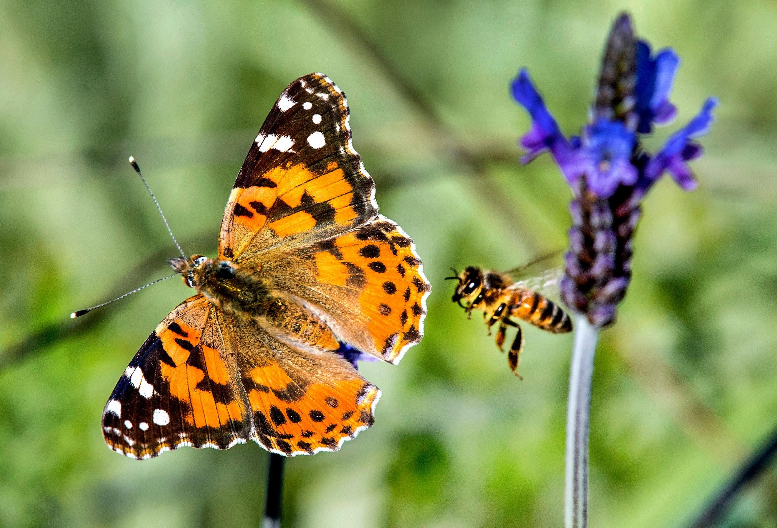 Neonics impact on bees and butterflies