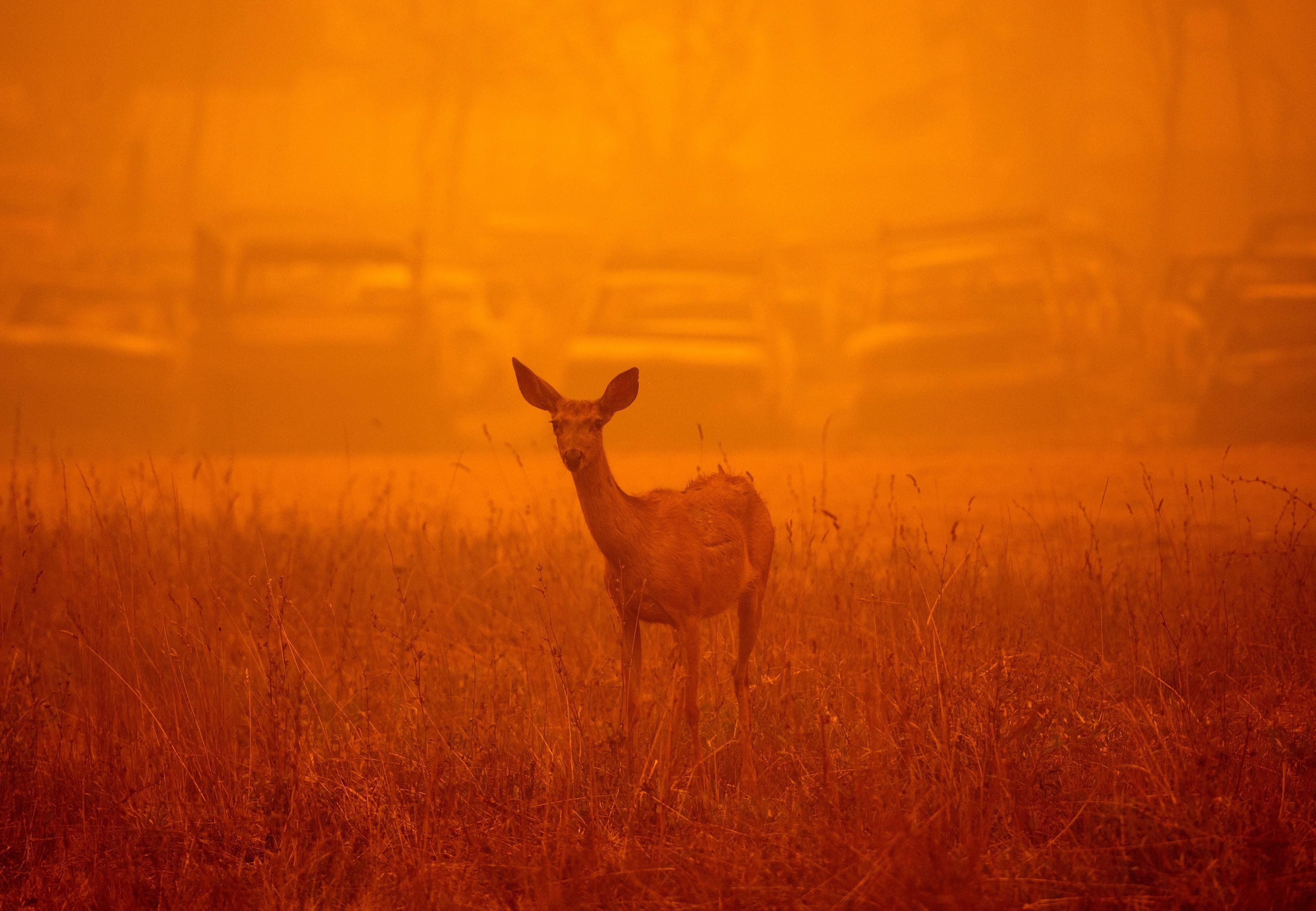 A deer wanders amid smoke of California fire