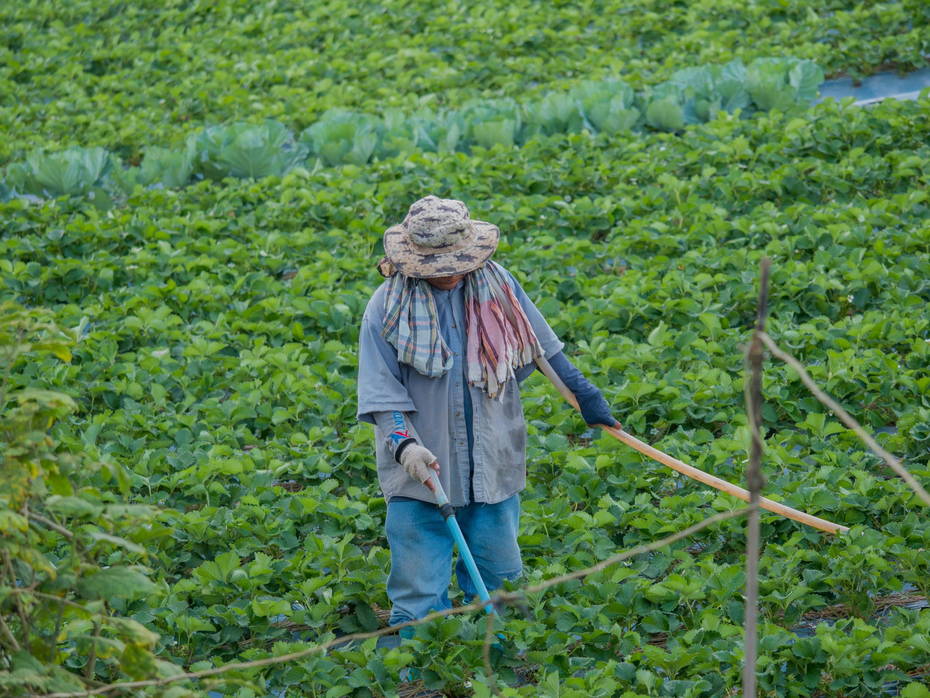 farm worker in field