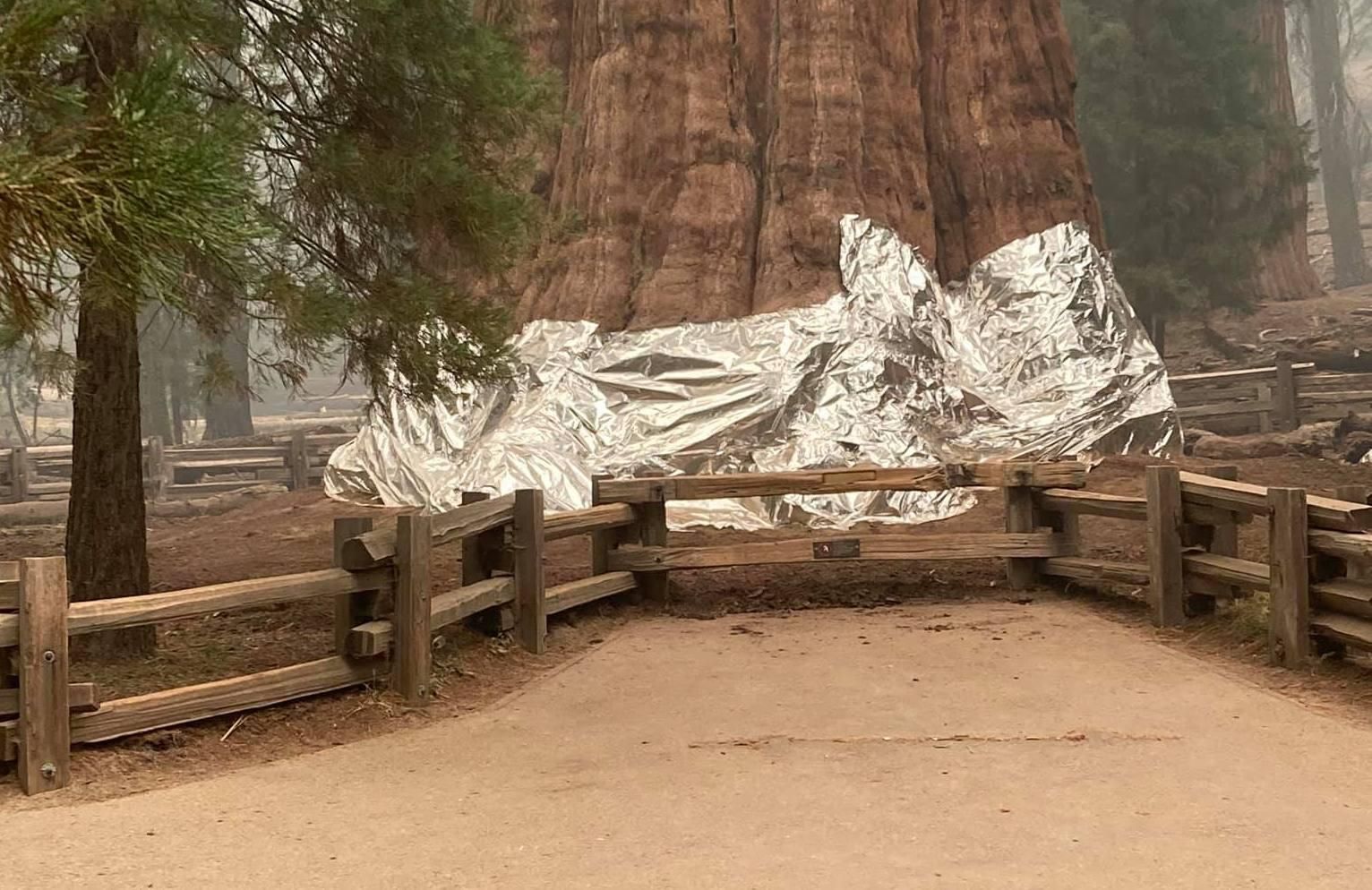 General Sherman tree wrapped in foil as wildfire nears