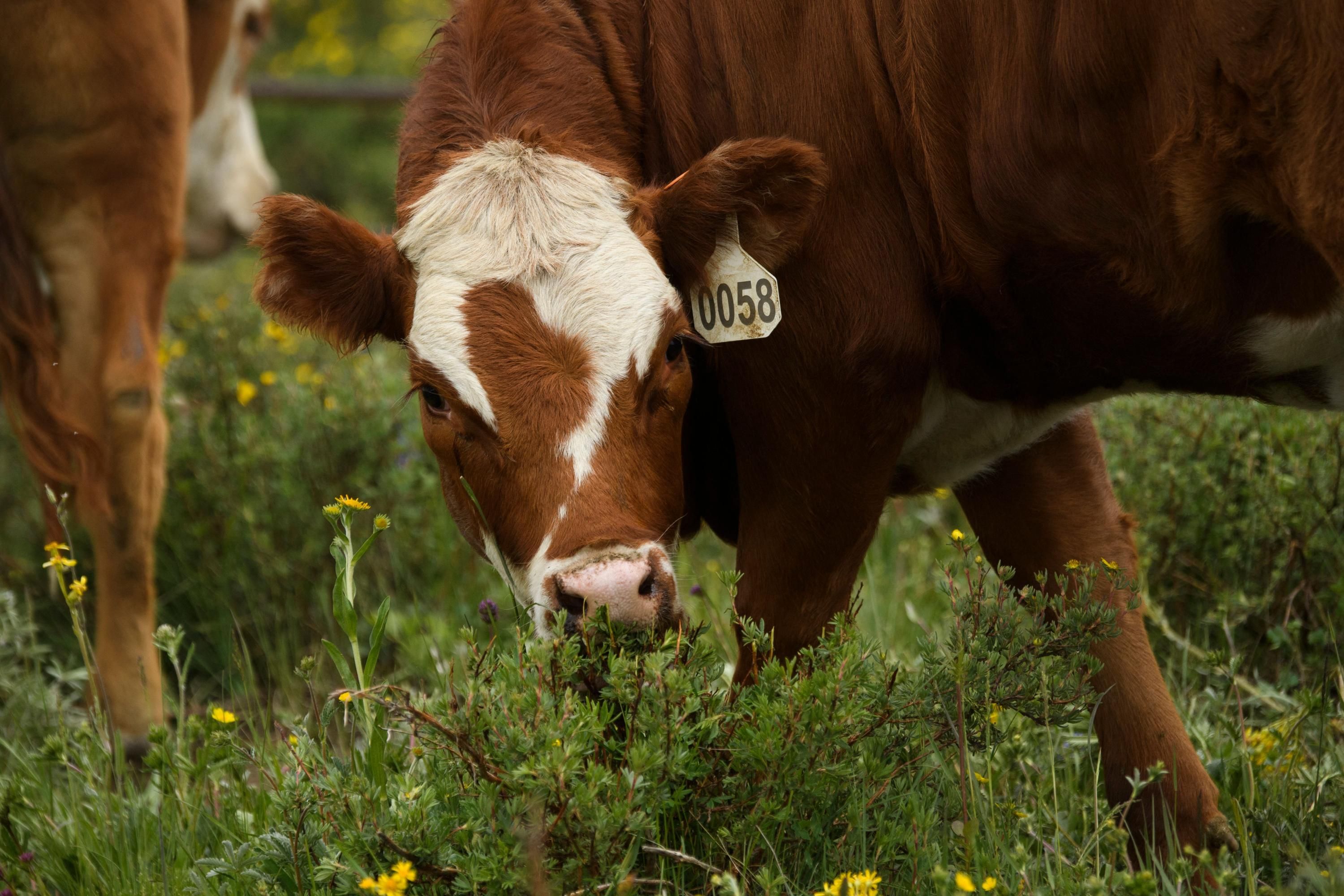 GettyImages-1233914646-cattle-1