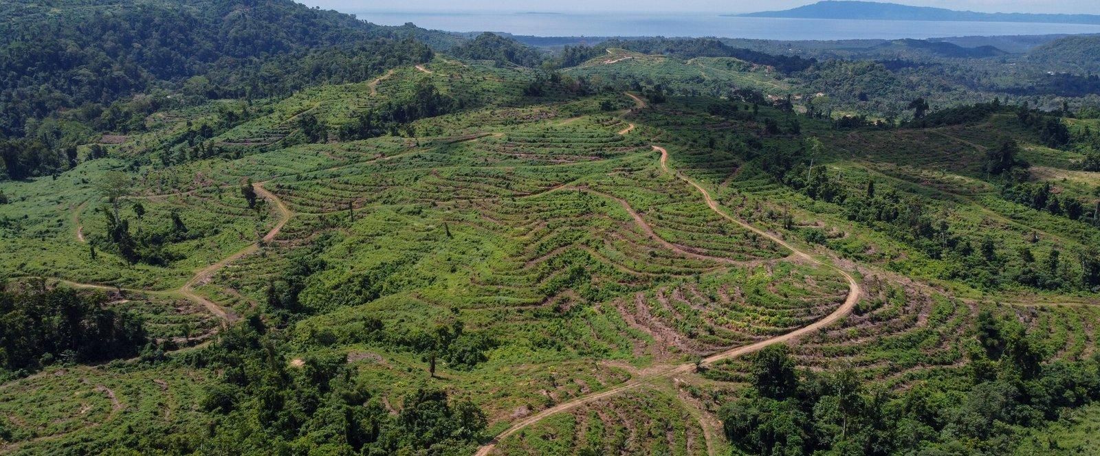 Palm Oil work in Papua New Guinea 