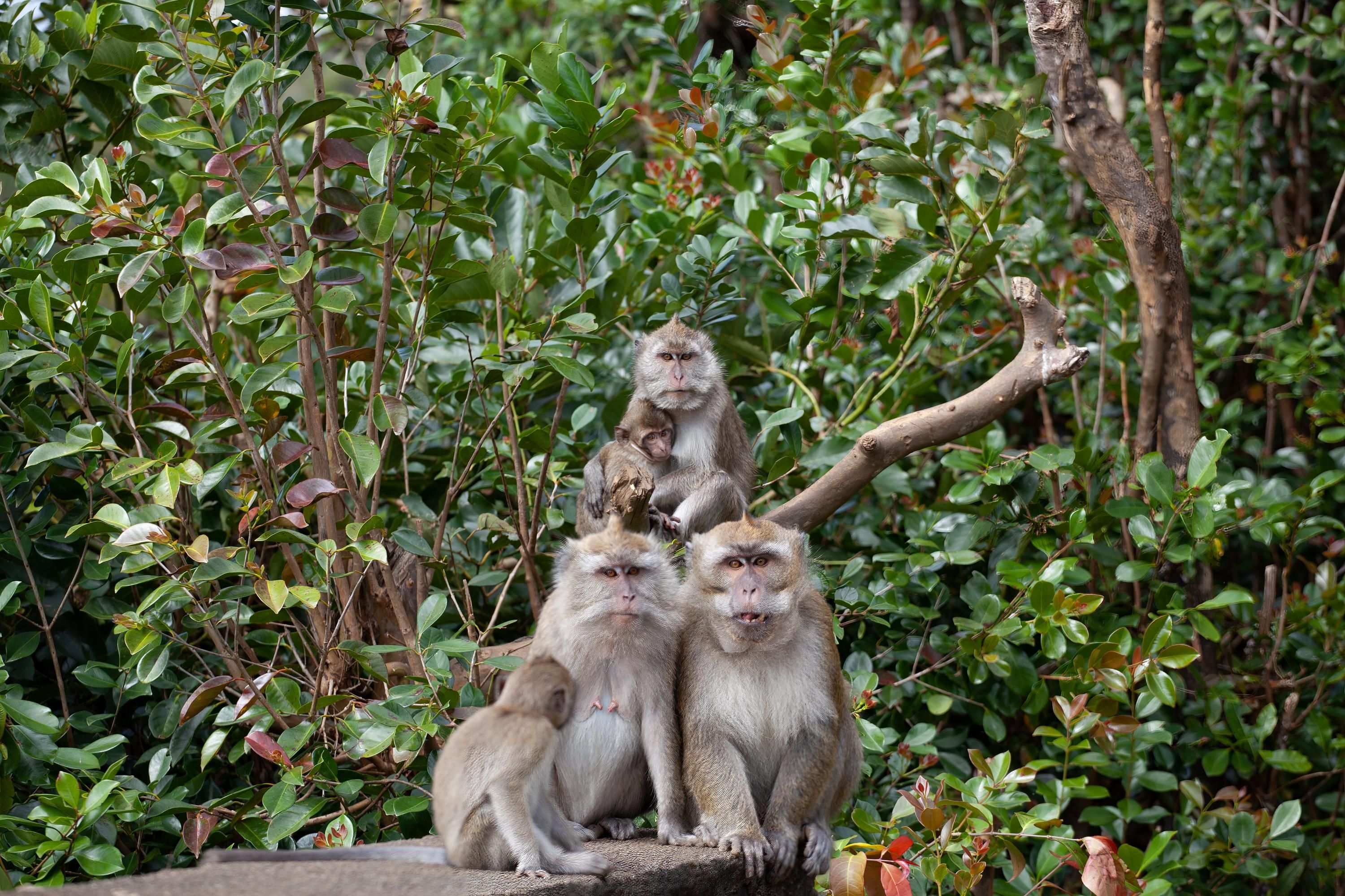 Monkeys in tree
