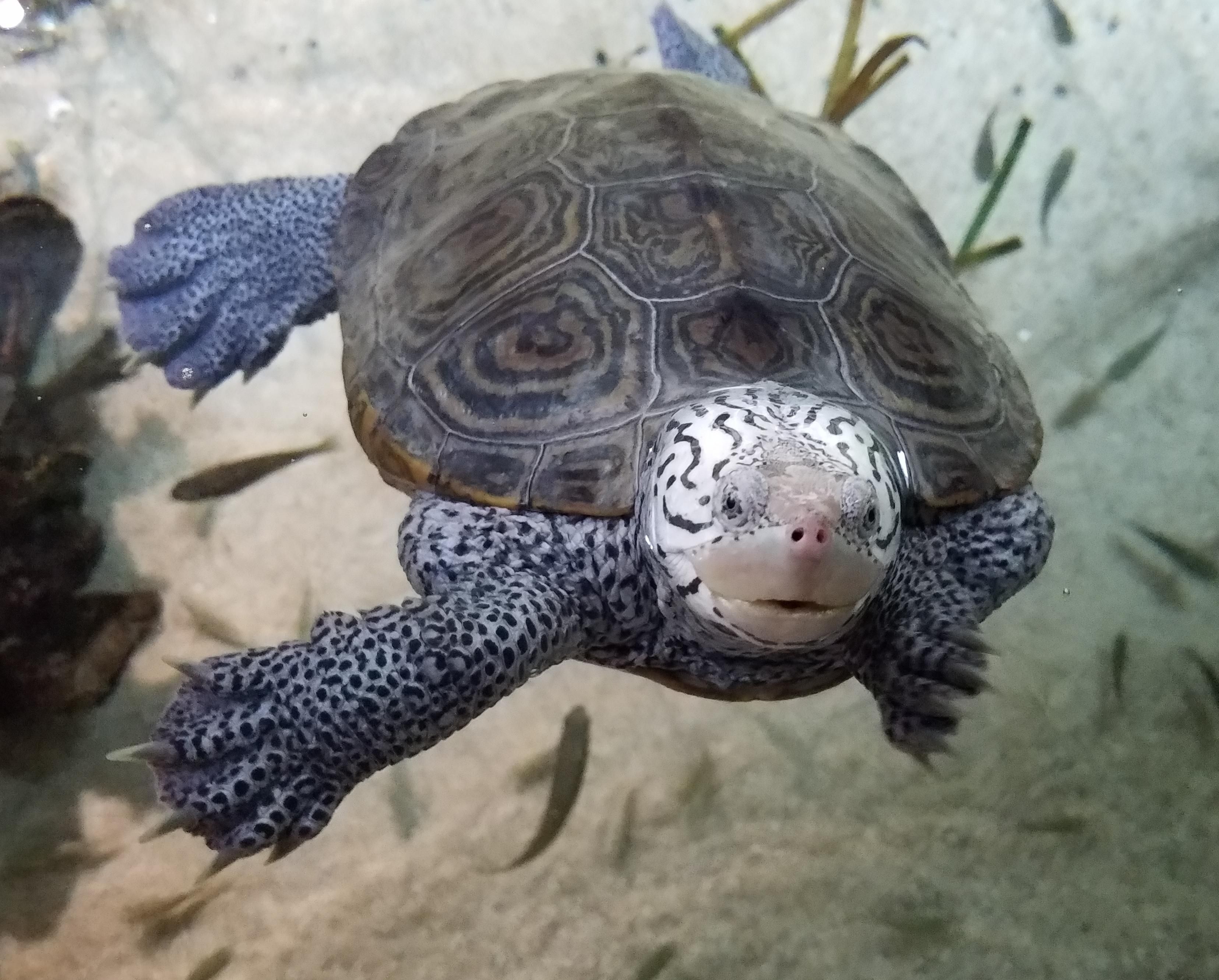 The diamondback terrapin is one of several animal and plant species in the U.S. already affected by the climate crisis.