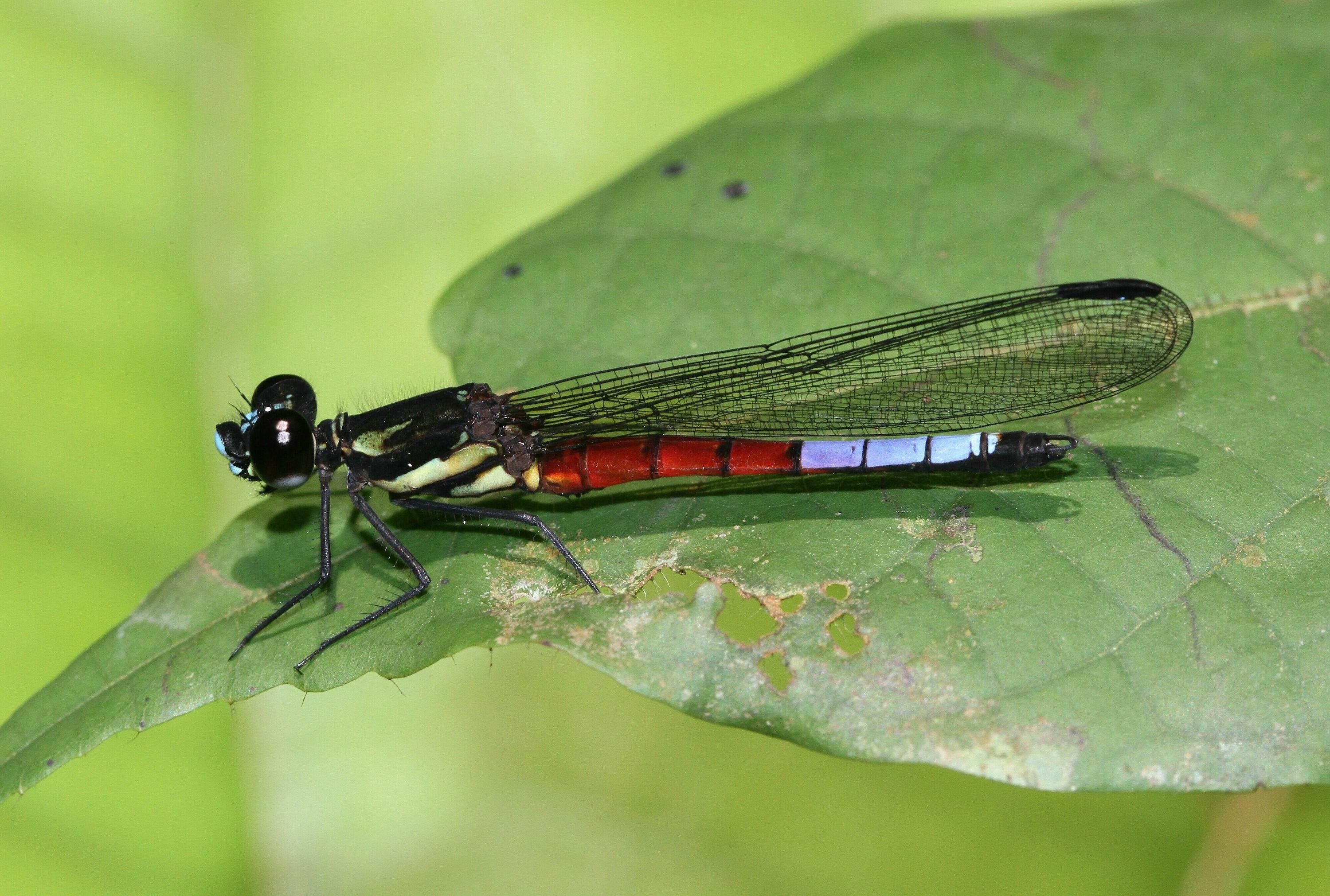 Africocypha blue dragonfly photo by André Günther